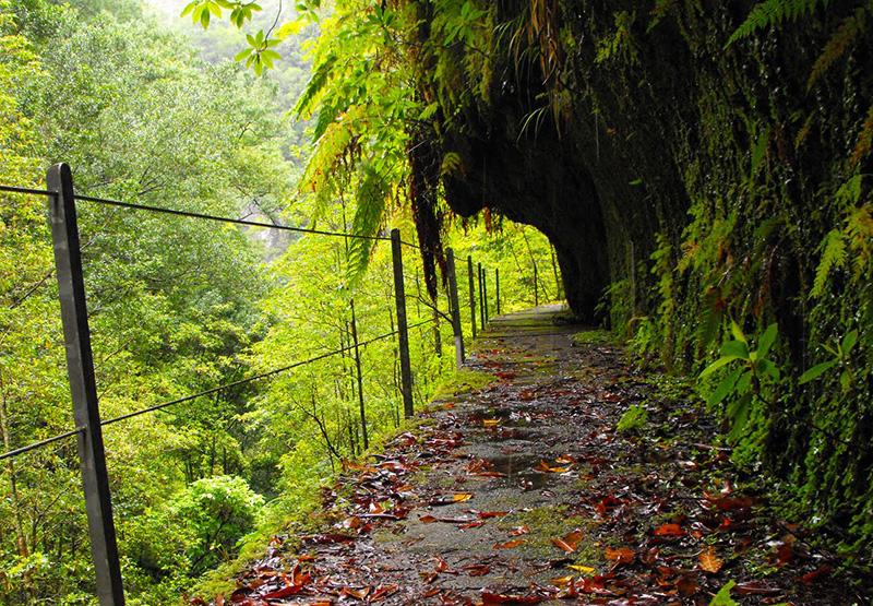 Fajã do Rodrigues o Fajã da Ama ii