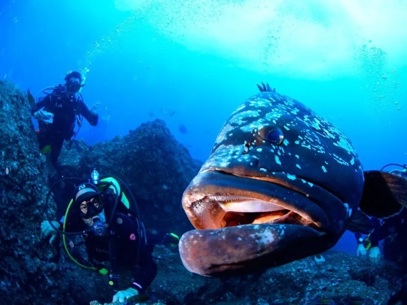 bucear en madeira